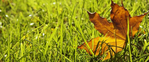 photo of leaf on grass